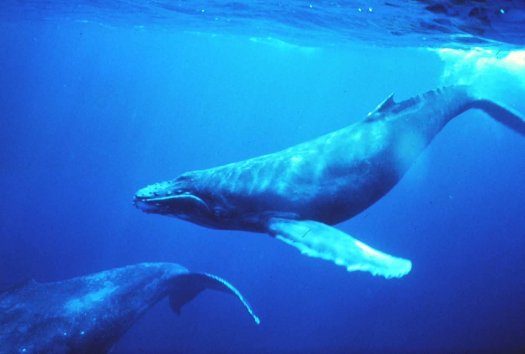 Humpback_whales_in_singing_position.jpg
